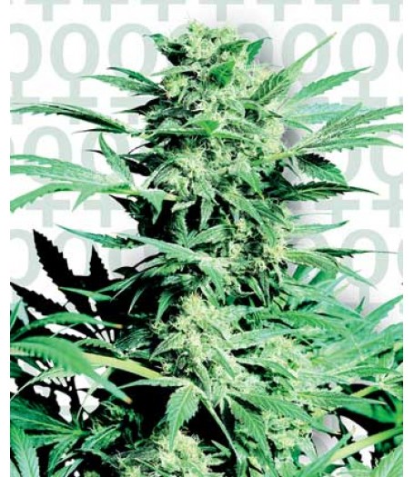Shiva Skunk Feminised Seeds