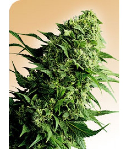 Shiva Shanti Regular Seeds