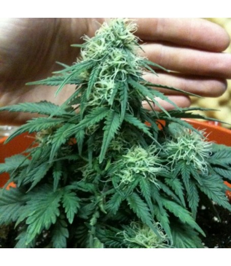 Auto Short Rider Feminised Seeds - 5