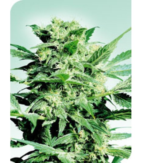 Shiva Skunk Regular Seeds