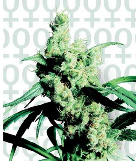 Silver Haze #9 Feminised Seeds