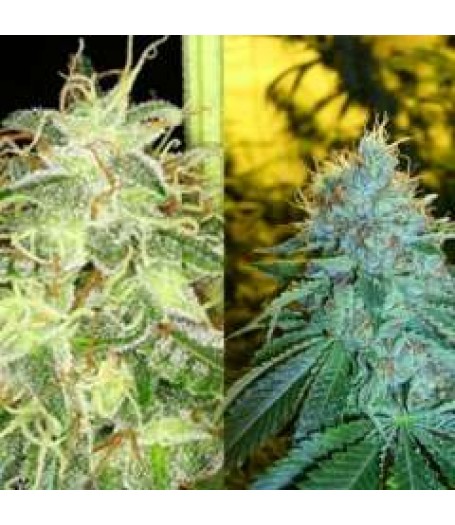Silver Kush Feminised Seeds - 6