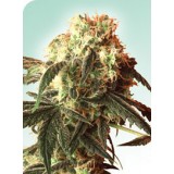 Silver Pearl Regular Seeds