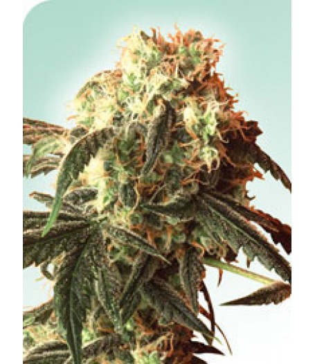 Silver Pearl Regular Seeds