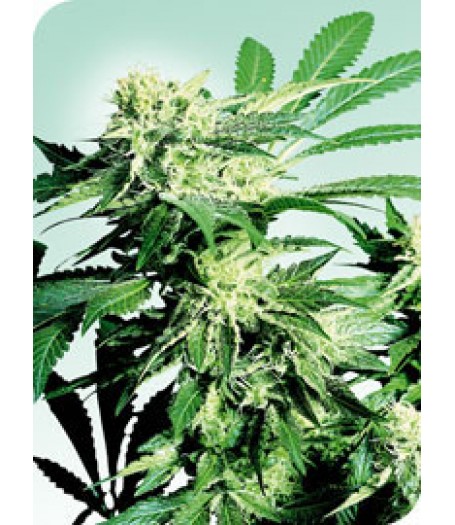 Skunk Kush Regular Seeds