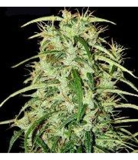 Skunk Haze Regular Seeds