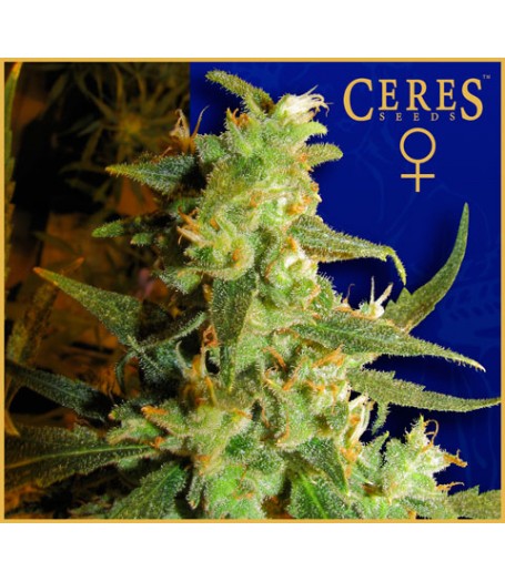 Skunk Haze Feminised Seeds