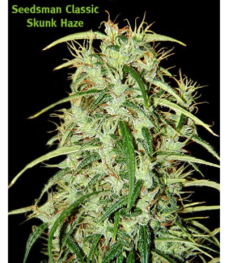 Skunk Haze Regular Seeds