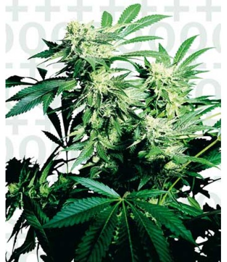 Skunk Kush Feminised Seeds 