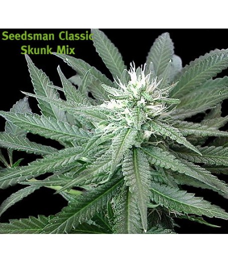 Skunk Mix Regular Seeds
