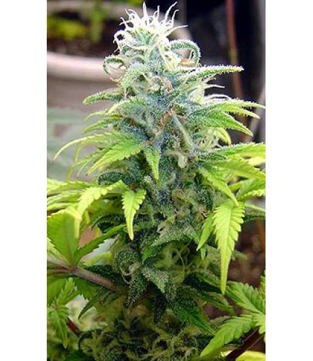 Skunk #11 Feminised Seeds