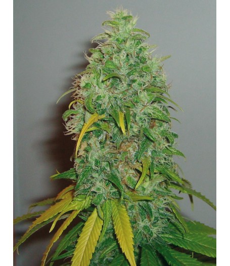Skunk #1 Feminised Seeds