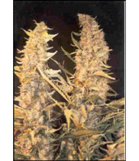 Skunk Special Feminised Seeds