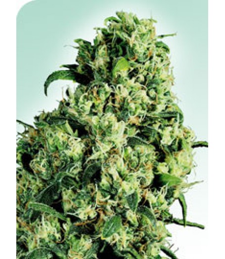 Skunk #1 Regular Seeds