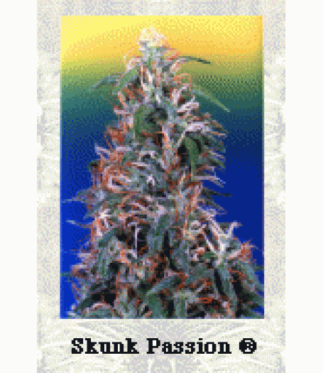 Skunk Passion Feminised Seeds