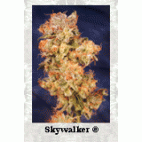 Skywalker Feminised Seeds