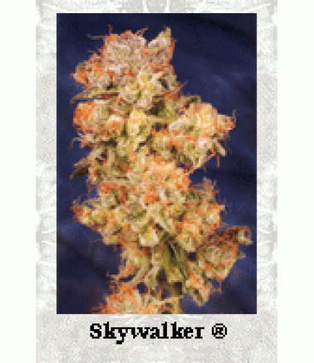 Skywalker Feminised Seeds