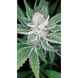 SleeStack Feminised Seeds