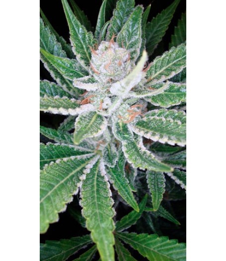 SleeStack Feminised Seeds