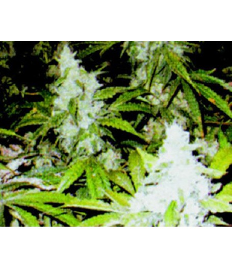 Smile Feminised Seeds