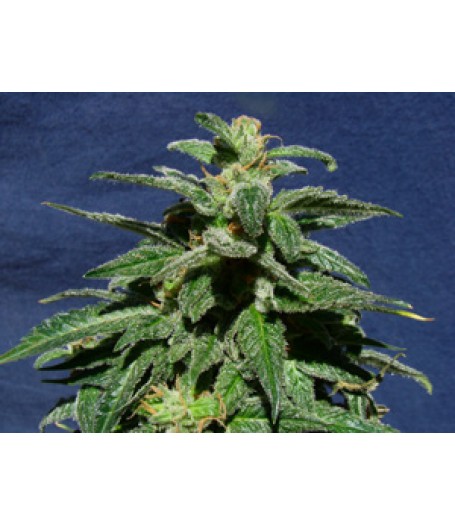 Smile Automatic Feminised Seeds