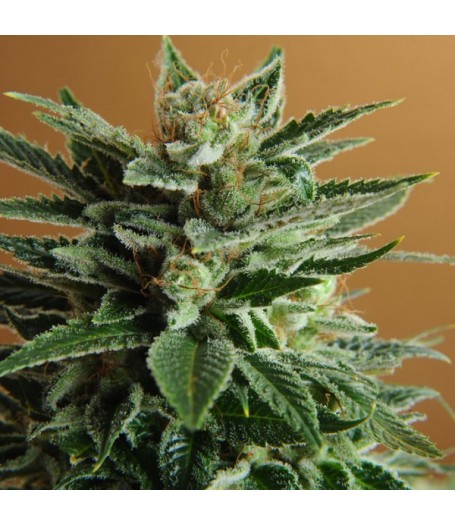 Snow White Feminised Seeds - 5