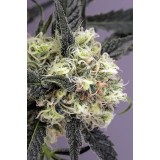 Snow Bud Feminised Seeds