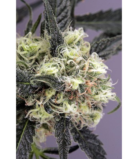 Snow Bud Feminised Seeds