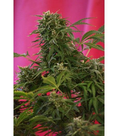 Snow Fruit Feminised Seeds