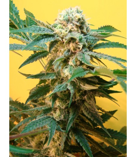 Sonic Fly - 10 Regular Seeds