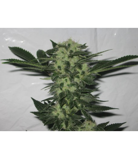 Sour OG Regular Seeds -d