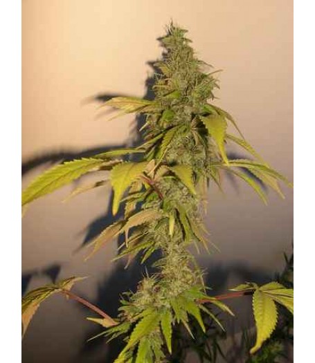 Sour Cream Regular Seeds