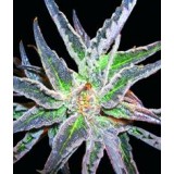 Space Feminised Seeds
