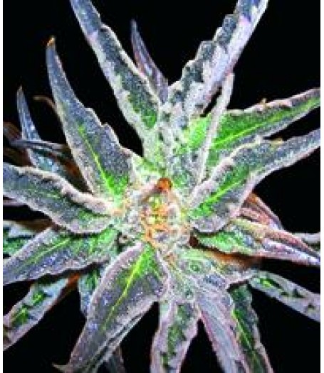 Space Feminised Seeds