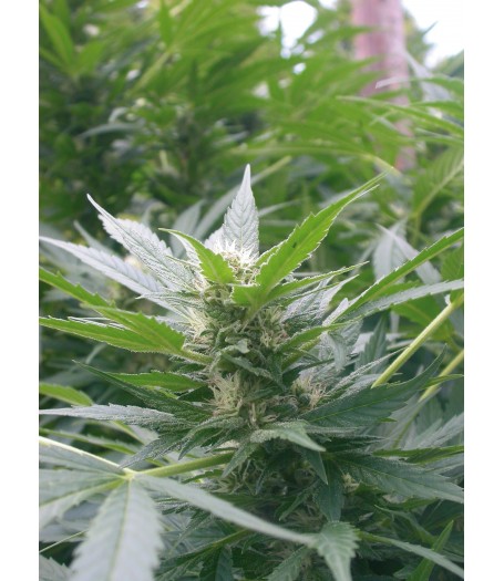 Special Kush #1 Feminised Seeds