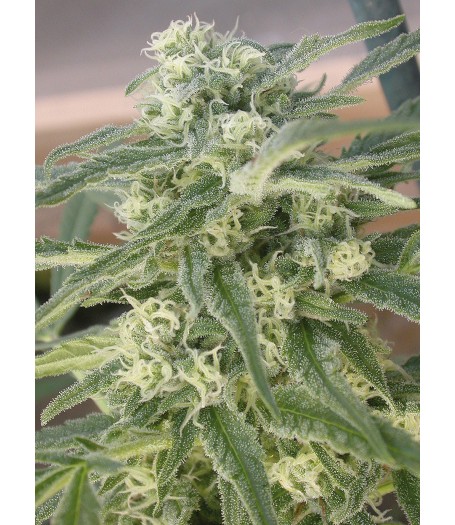 Special Queen #1 Feminised Seeds