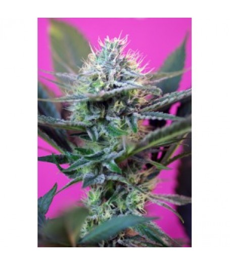 Speed + Auto Feminised Seeds