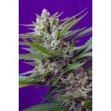 Speed Devil #2 Auto Feminised Seeds