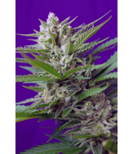 Speed Devil #2 Auto Feminised Seeds