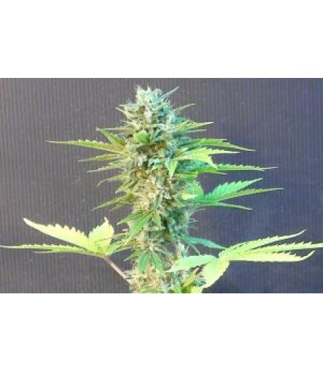 Speedy Gonzales Automatic Feminised Seeds