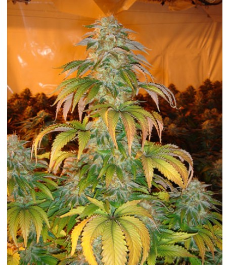 Spoetnik #1 Feminised Seeds