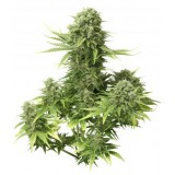 StarRyder Auto-flowering Feminised Seeds