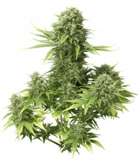 StarRyder Auto-flowering Feminised Seeds