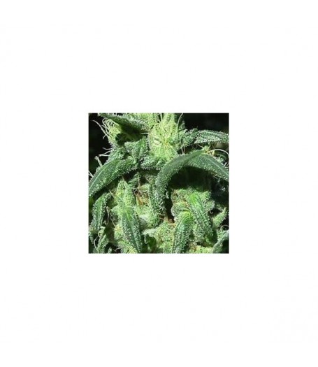 Sterling Haze Feminised Seeds - 5