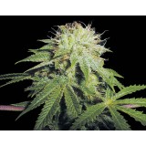Stinky Pinky Regular Seeds - d