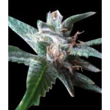 Stoned Immaculate Feminised Seeds