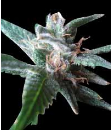 Stoned Immaculate Feminised Seeds