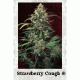 Strawberry Cough Feminised Seeds