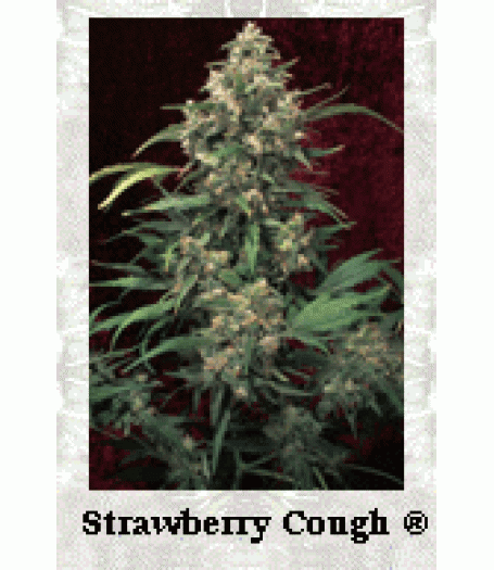 Strawberry Cough Feminised Seeds