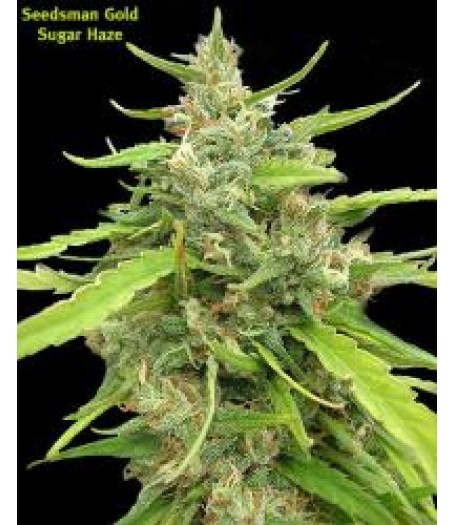 Sugar Haze Regular Seeds